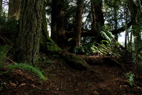 A mossy tree with large roots and ferns Stock Photos