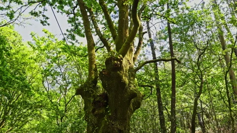 Mossy Tree in Lush Sunlit Forest Stock Footage 277758210