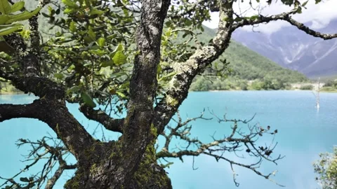 Mossy Tree Over Turquoise Lake with Distant Mountains and Clouds Stock Footage 340131413