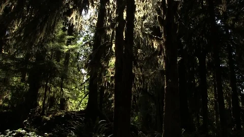 Mossy Tree Pan Stock Footage 119892749