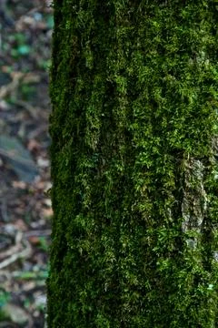 Mossy Tree Stock-Fotos