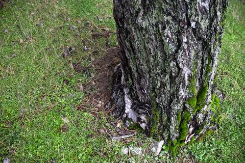 Mossy Tree Stock Photos