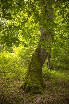 Mossy tree Stock Photos