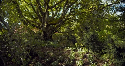 Mossy Tree in Public Park Stock Footage 129782870
