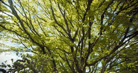 Mossy Tree in Public Park Video stock 129783137