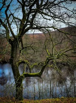 Mossy tree by river Stock Photos