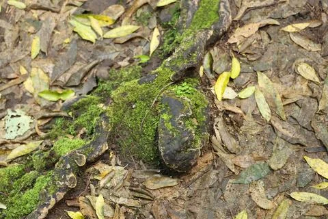 Mossy Tree Root Amid Fallen Forest Leaves Foto stock