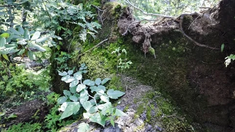 Mossy Tree Root Ball on Forest Floor with Green Leaves Stock Footage 340130886