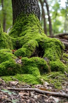 Mossy Tree Root Stock Photos