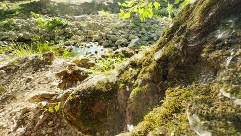 Mossy Tree Root Rests Beside a Sunny Forest Stream Stock Footage 336877630