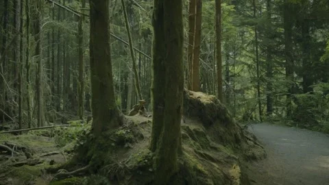 Mossy Tree Roots and Rock Outcropping Along Forest Trail on Vancouver Island Stock Footage 341435301