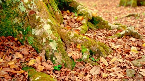 Mossy tree roots on fallen leaves Stock Footage 333499407