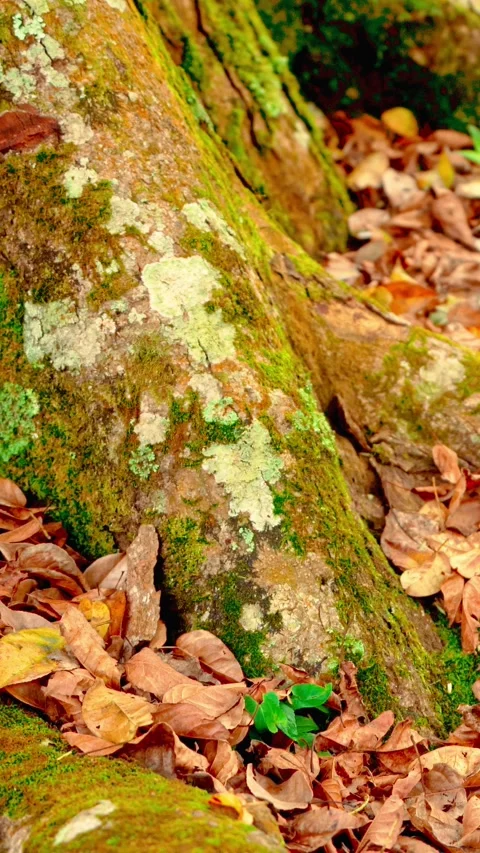 Mossy tree roots on fallen leaves Stock-Footage 333499902