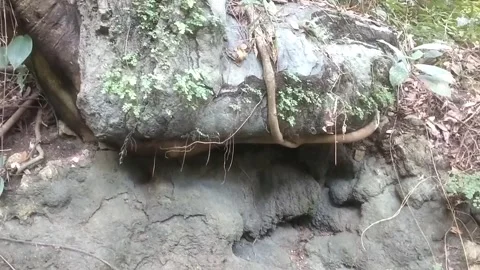 Mossy tree roots in the forest 库存影片 333114038