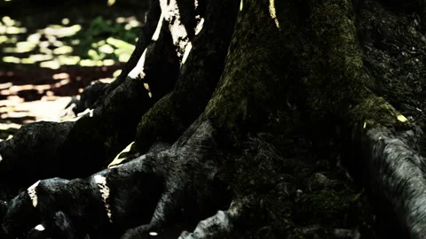Mossy tree roots in a forest showcase natures texture and details Stock Footage 342038618