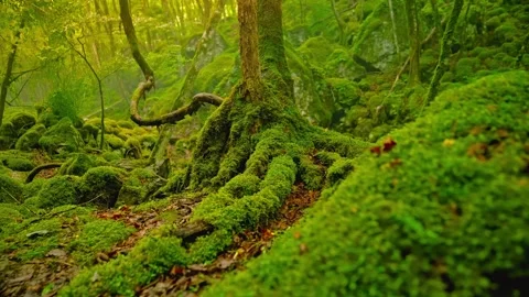 Mossy tree roots in lush green enchanted forest Stock Footage 345000876