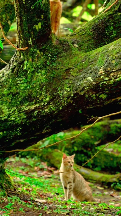 Mossy tree roots in shaded forest Video stock 333500071