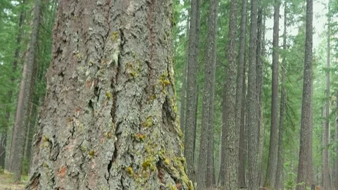 A Mossy Tree (The shot gradually tilts upward) Stock Footage 282737289