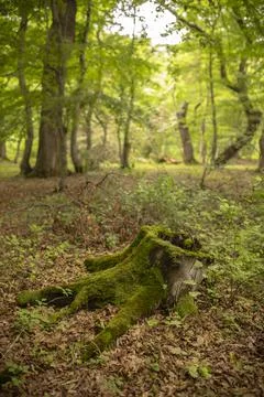 Mossy tree-stamp Stock Photos