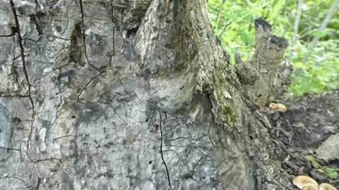 Mossy tree stump with ant activity panning Stock Footage 330673429