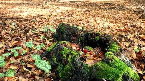 Mossy tree stump in an Autumn forest Stock Footage 221639013