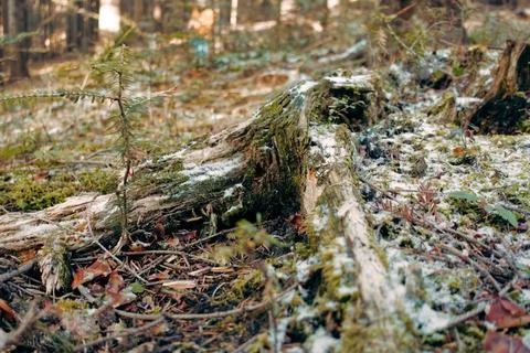 Mossy Tree Stump in Forest Clearing Foto stock