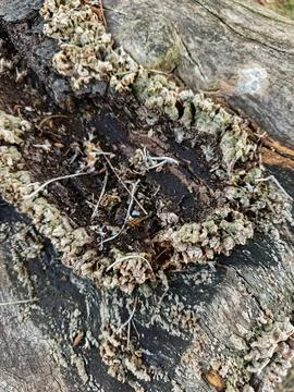 Mossy tree stump on forest floor Fotos de archivo