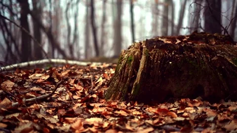 Mossy Tree Stump on Leaf-Covered Forest Floor at Melibokus, Odenwald, Germany Stock Footage 333843906