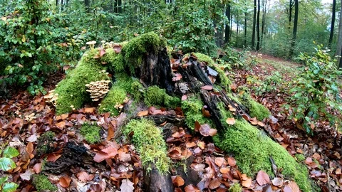 Mossy tree stump with mushrooms with camera slider, decidous forest, autumn Stock Footage 118646375