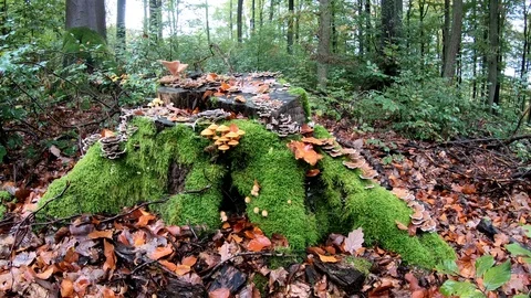 Mossy tree stump with mushrooms with camera slider, decidous forest, autumn Stock Footage 118646529