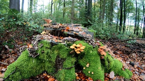 Mossy tree stump with mushrooms with camera slider, decidous forest, autumn Stock Footage 118646673
