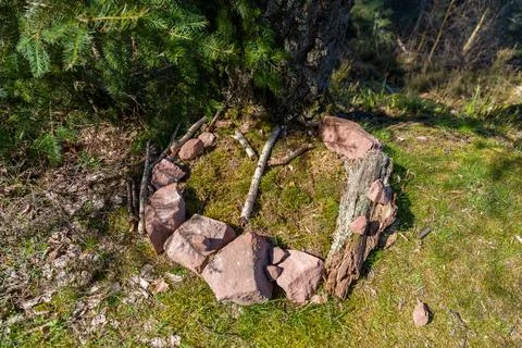 Mossy Tree Stump Surrounded by Stones and Twigs in Sunlit Forest Clearing Stock Photos