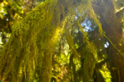 Mossy tree in Sunlight. Foto stock