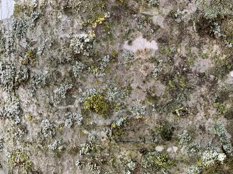 Mossy tree texture color reference Stock Photos