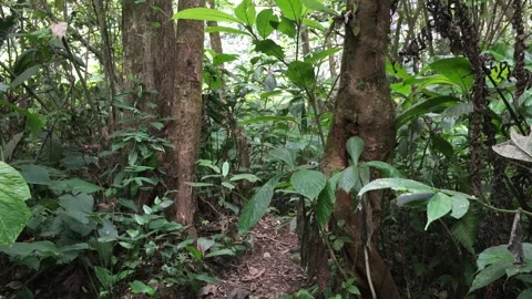 Mossy Tree Trunk Along a Path in a Lush Tropical Forest Vidéo 347843653