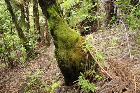Mossy Tree Trunk Amid Dense Forest Understory Stock-Fotos