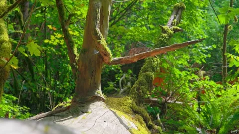 Mossy tree trunk and fallen log on forest floor in sunlit woods Stock Footage 342081525
