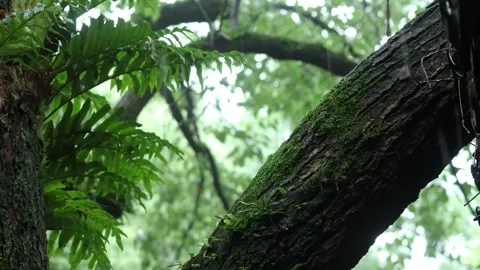 Mossy Tree Trunk and Ferns in Humid Forest Stock Footage 340148965