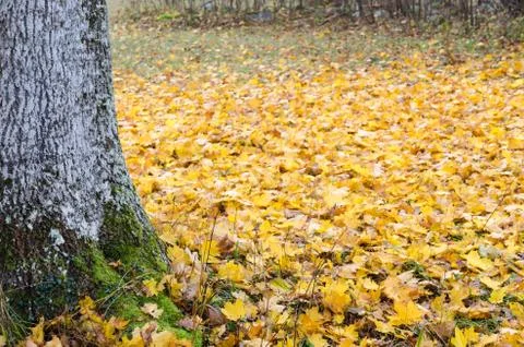 Mossy tree trunk and maple leaves Stock Photos