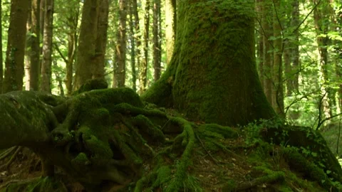 A mossy tree trunk and massive roots in an ancient forest. 스톡 동영상 342419591