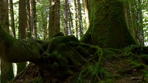 A mossy tree trunk and massive roots in an ancient forest. 스톡 동영상 342419597