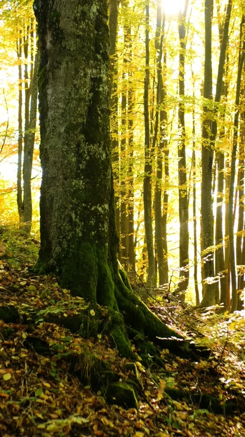 Mossy Tree Trunk in Autumn Forest with Sunlit Canopy 스톡 동영상 293152482