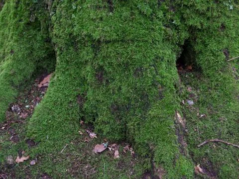 Mossy tree trunk background with copy space Stock Photos