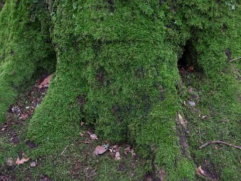 Mossy tree trunk background with copy space Green background showing base ... Stockfoto's