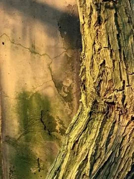 Mossy tree trunk on the background of old dirty wall Stock-Fotos