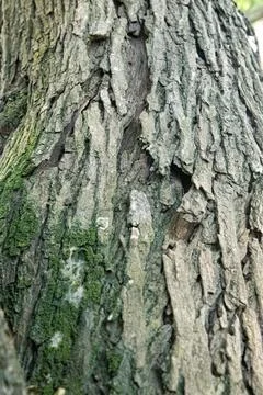 Mossy Tree Trunk Bark in a Green Park Setting Stock Photos
