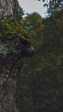 Mossy Tree Trunk Bark Texture Forest Background Stock Photos
