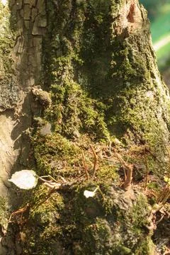 Mossy Tree Trunk Bark Texture with Small Sprouts Close Up Stock Photos
