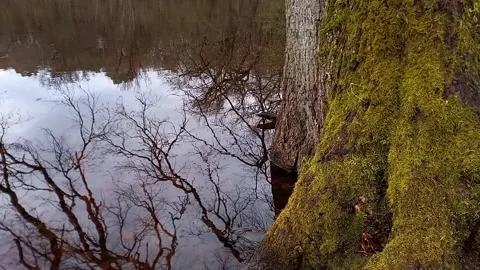 Mossy tree trunk by a calm lake water after rain close up Stock Footage 336927583