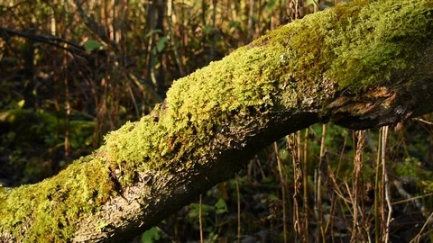 Mossy tree trunk close-up Stock Footage 118432992